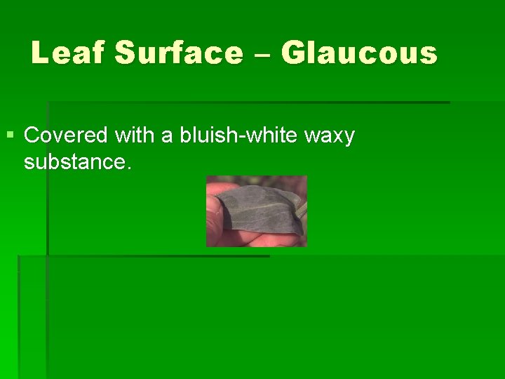 Leaf Surface – Glaucous § Covered with a bluish-white waxy substance. 