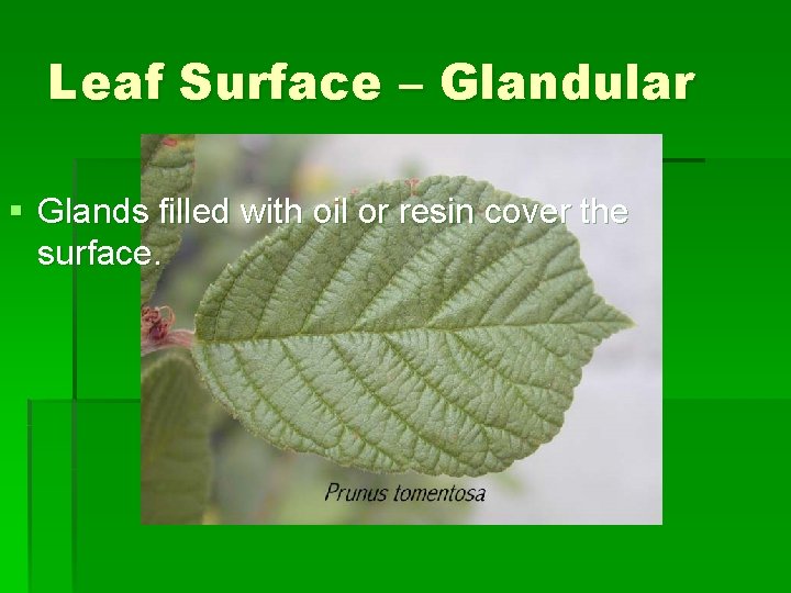 Leaf Surface – Glandular § Glands filled with oil or resin cover the surface.