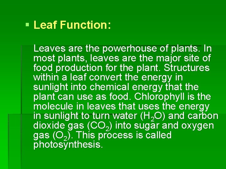 § Leaf Function: Leaves are the powerhouse of plants. In most plants, leaves are