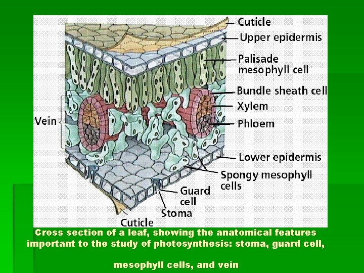 Cross section of a leaf, showing the anatomical features important to the study of