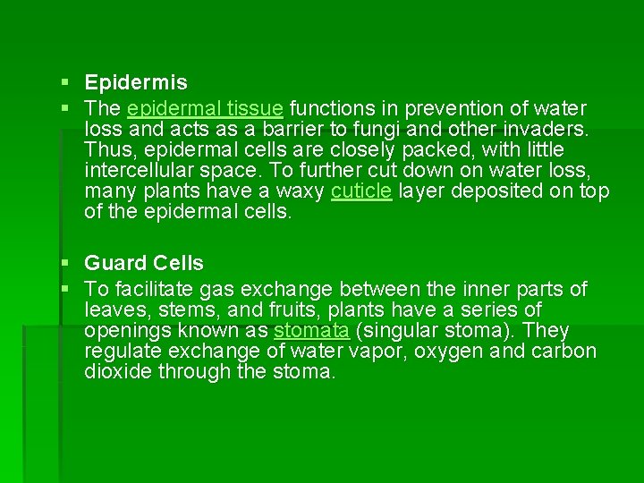§ Epidermis § The epidermal tissue functions in prevention of water loss and acts