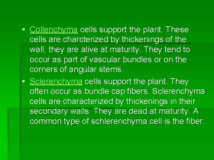 § Collenchyma cells support the plant. These cells are charcterized by thickenings of the