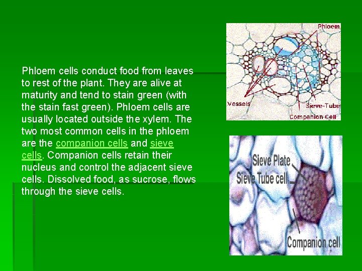 Phloem cells conduct food from leaves to rest of the plant. They are alive
