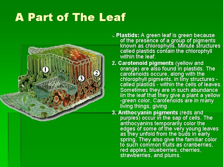 A Part of The Leaf. Plastids: A green leaf is green because of the