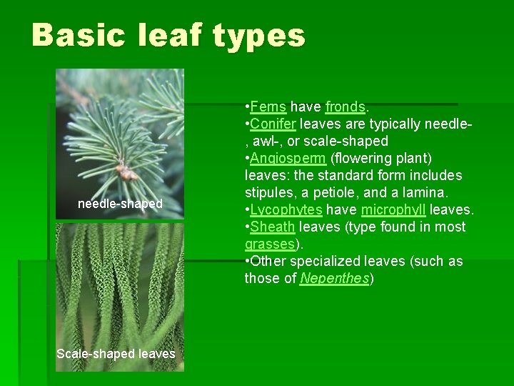 Basic leaf types needle-shaped Scale-shaped leaves • Ferns have fronds. • Conifer leaves are