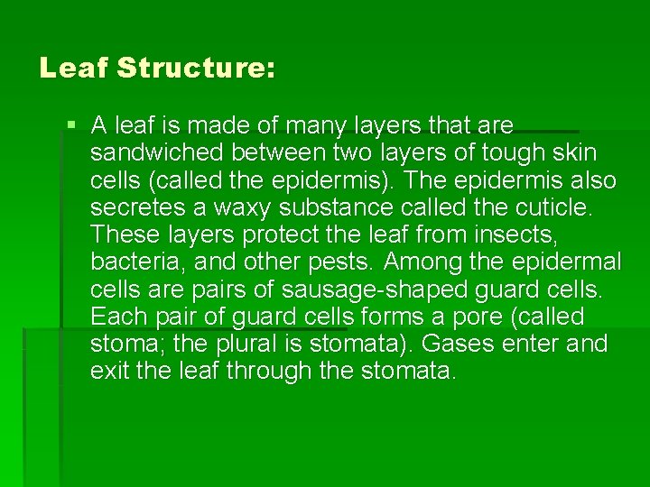 Leaf Structure: § A leaf is made of many layers that are sandwiched between