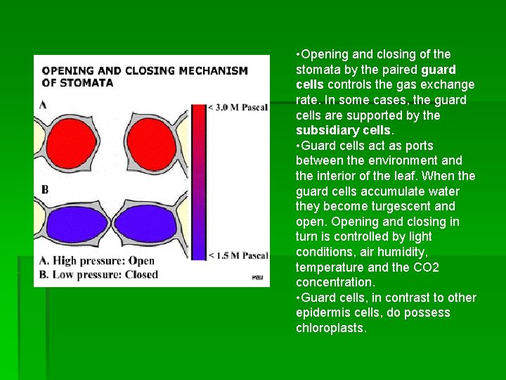  • Opening and closing of the stomata by the paired guard cells controls