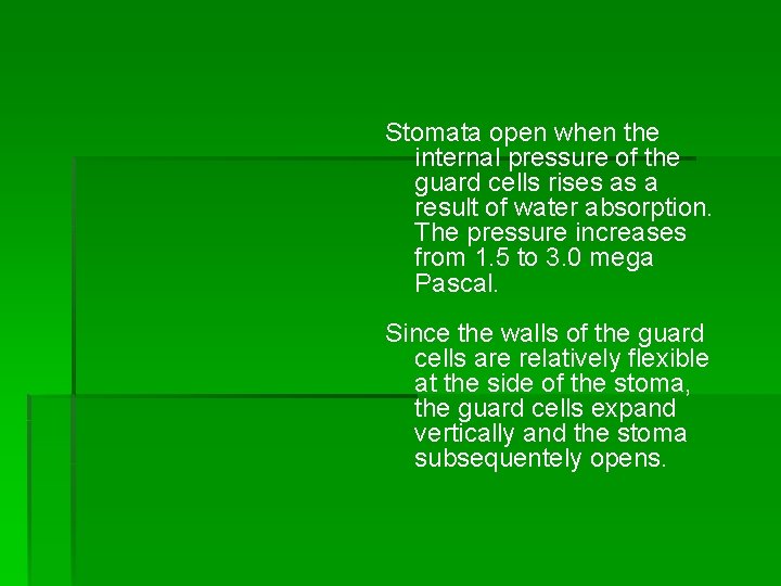 Stomata open when the internal pressure of the guard cells rises as a result