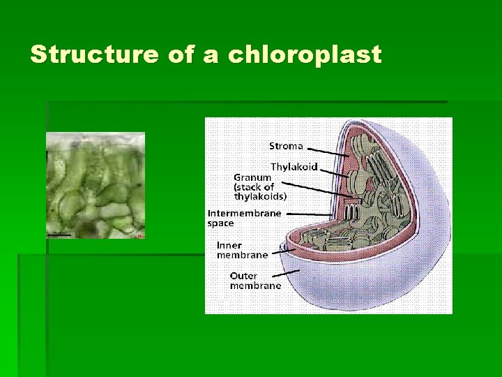Structure of a chloroplast 