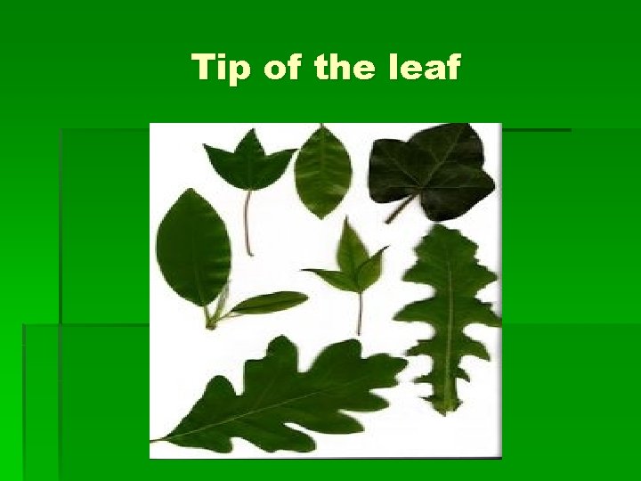 Tip of the leaf 