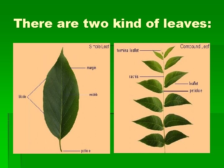 There are two kind of leaves: 