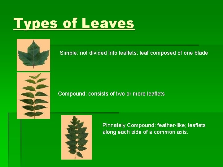 Types of Leaves Simple: not divided into leaflets; leaf composed of one blade Compound: