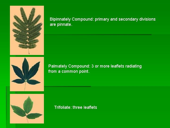 Bipinnately Compound: primary and secondary divisions are pinnate. Palmately Compound: 3 or more leaflets