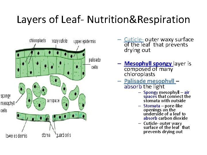 Layers of Leaf- Nutrition&Respiration – Cuticle- outer waxy surface of the leaf that prevents