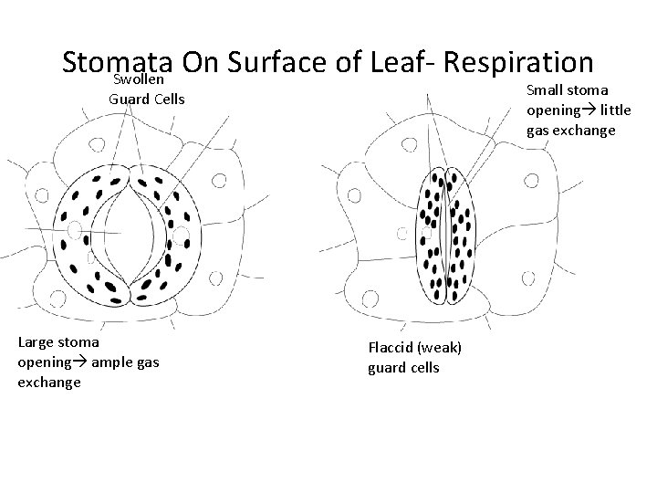 Stomata On Surface of Leaf. Respiration Swollen Small stoma opening little gas exchange Guard