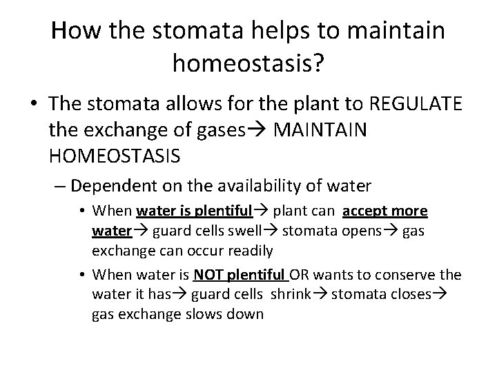 How the stomata helps to maintain homeostasis? • The stomata allows for the plant
