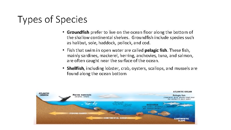 Types of Species • Groundfish prefer to live on the ocean floor along the