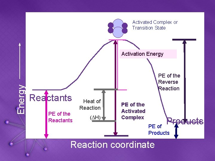 Activated Complex or Transition State Energy Activation Energy PE of the Reverse Reaction Reactants