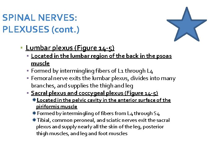 SPINAL NERVES: PLEXUSES (cont. ) ▪ Lumbar plexus (Figure 14 -5) ▪ Located in