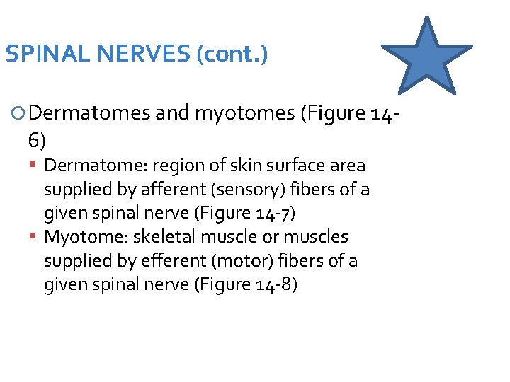 SPINAL NERVES (cont. ) Dermatomes and myotomes (Figure 14 - 6) Dermatome: region of