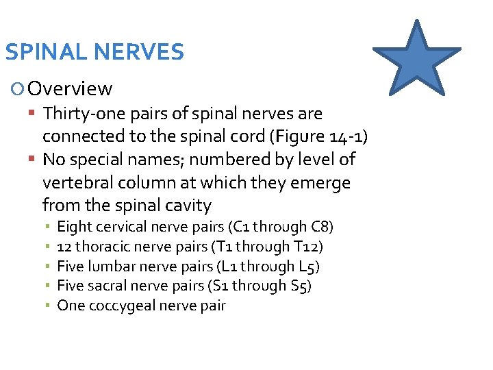SPINAL NERVES Overview Thirty-one pairs of spinal nerves are connected to the spinal cord
