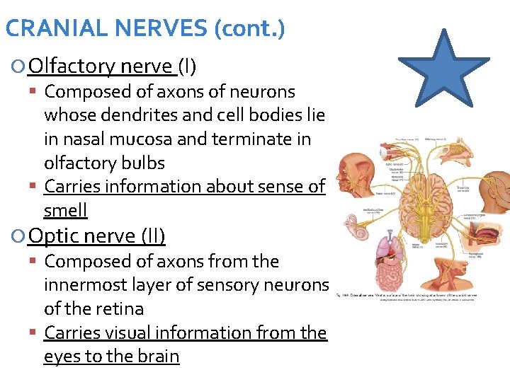 CRANIAL NERVES (cont. ) Olfactory nerve (I) Composed of axons of neurons whose dendrites