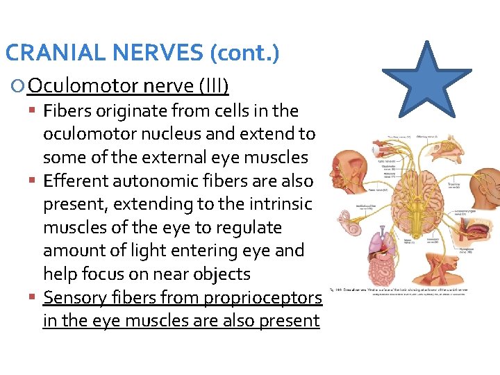 CRANIAL NERVES (cont. ) Oculomotor nerve (III) Fibers originate from cells in the oculomotor