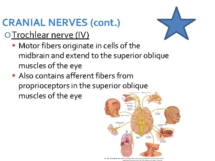 CRANIAL NERVES (cont. ) Trochlear nerve (IV) Motor fibers originate in cells of the