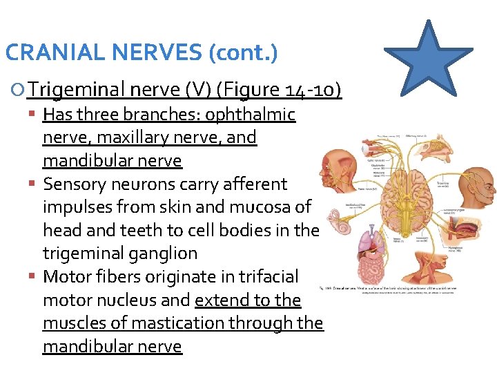 CRANIAL NERVES (cont. ) Trigeminal nerve (V) (Figure 14 -10) Has three branches: ophthalmic