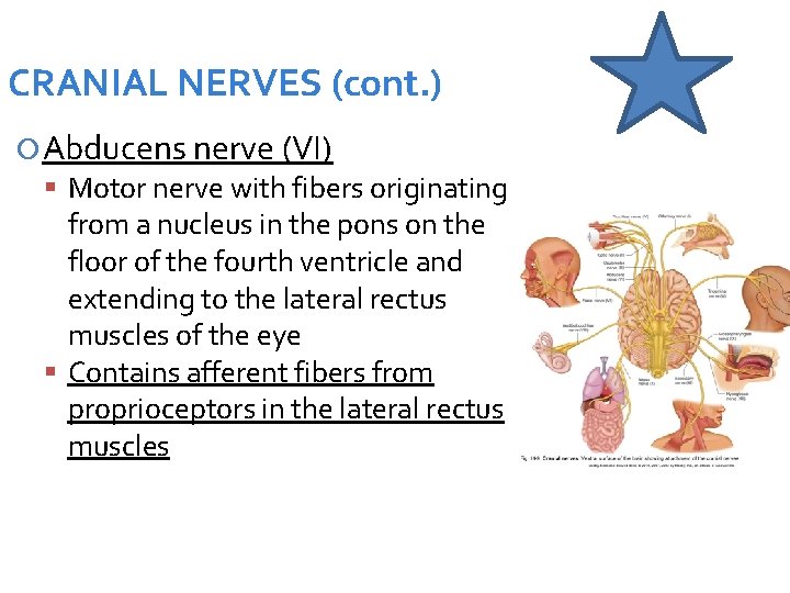 CRANIAL NERVES (cont. ) Abducens nerve (VI) Motor nerve with fibers originating from a