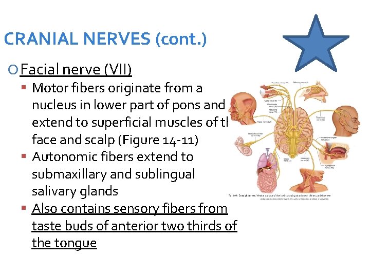 CRANIAL NERVES (cont. ) Facial nerve (VII) Motor fibers originate from a nucleus in