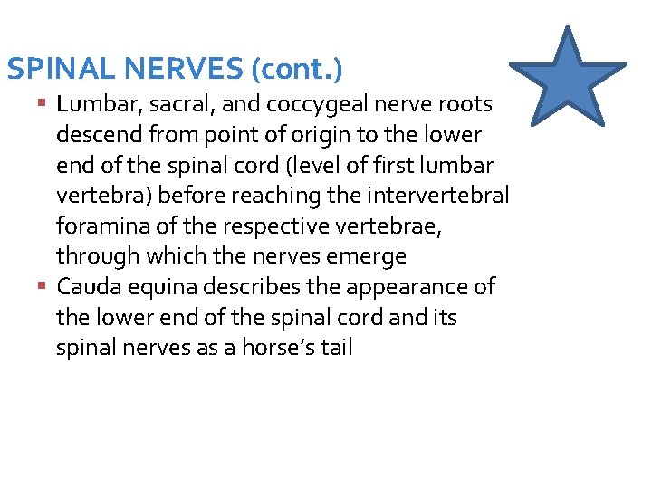 SPINAL NERVES (cont. ) Lumbar, sacral, and coccygeal nerve roots descend from point of