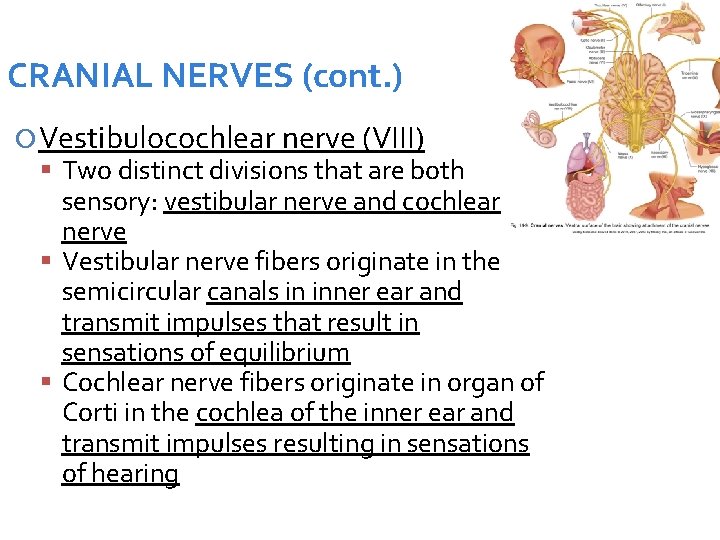 CRANIAL NERVES (cont. ) Vestibulocochlear nerve (VIII) Two distinct divisions that are both sensory:
