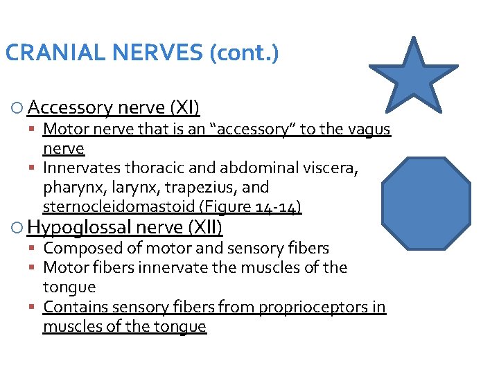 CRANIAL NERVES (cont. ) Accessory nerve (XI) Motor nerve that is an “accessory” to