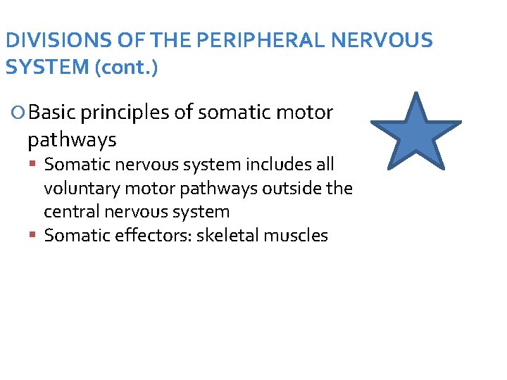 DIVISIONS OF THE PERIPHERAL NERVOUS SYSTEM (cont. ) Basic principles of somatic motor pathways