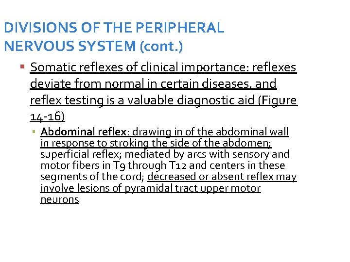 DIVISIONS OF THE PERIPHERAL NERVOUS SYSTEM (cont. ) Somatic reflexes of clinical importance: reflexes