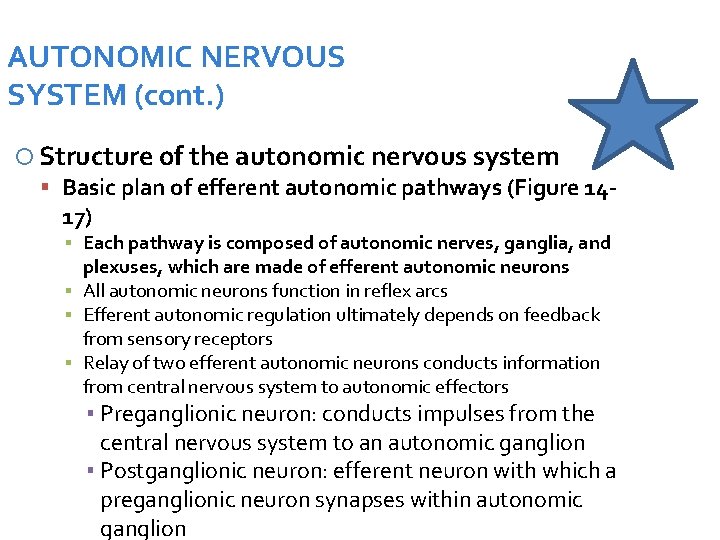 AUTONOMIC NERVOUS SYSTEM (cont. ) Structure of the autonomic nervous system Basic plan of