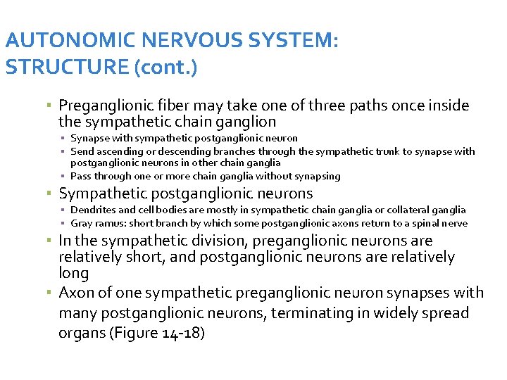 AUTONOMIC NERVOUS SYSTEM: STRUCTURE (cont. ) ▪ Preganglionic fiber may take one of three
