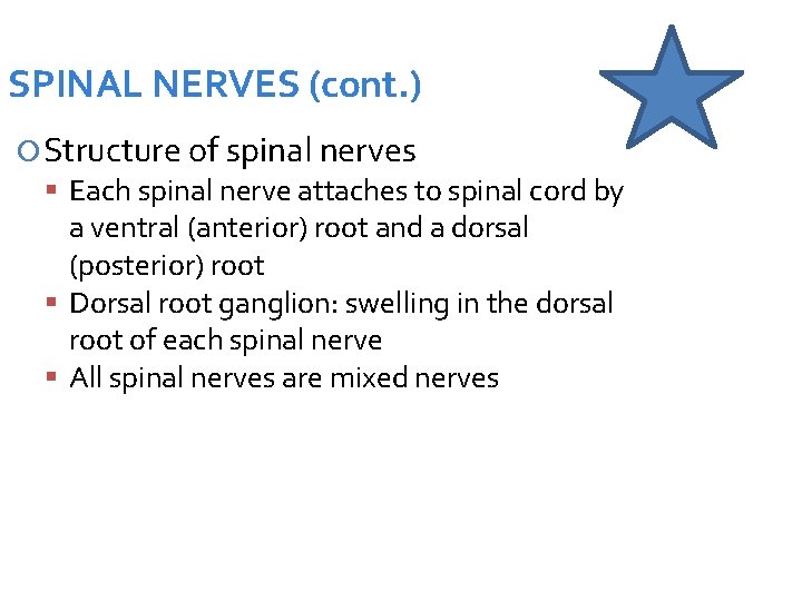 SPINAL NERVES (cont. ) Structure of spinal nerves Each spinal nerve attaches to spinal