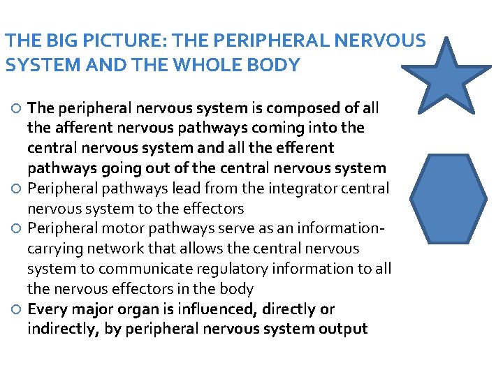 THE BIG PICTURE: THE PERIPHERAL NERVOUS SYSTEM AND THE WHOLE BODY The peripheral nervous