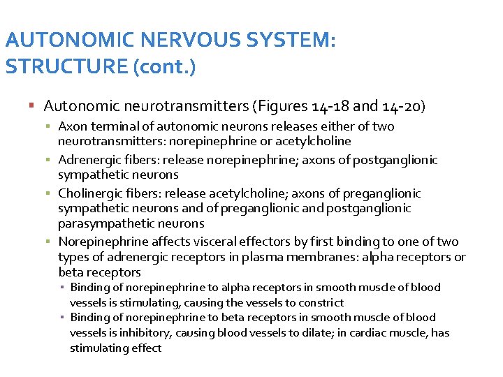AUTONOMIC NERVOUS SYSTEM: STRUCTURE (cont. ) Autonomic neurotransmitters (Figures 14 -18 and 14 -20)