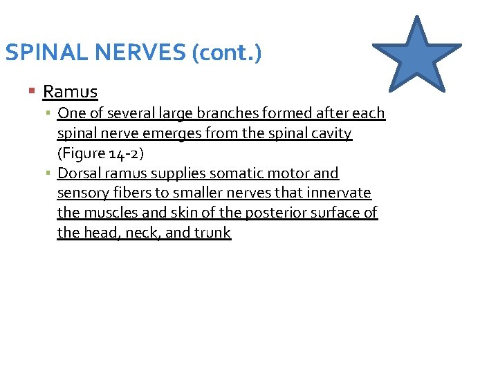 SPINAL NERVES (cont. ) Ramus ▪ One of several large branches formed after each