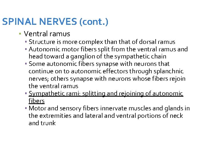 SPINAL NERVES (cont. ) ▪ Ventral ramus ▪ Structure is more complex than that