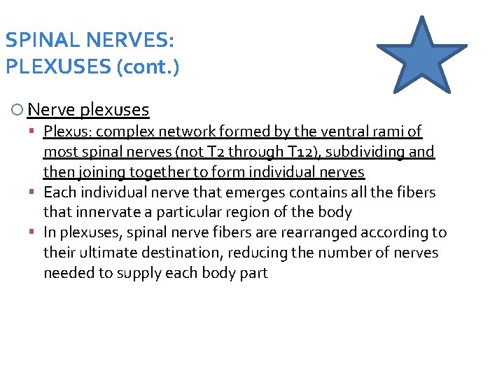 SPINAL NERVES: PLEXUSES (cont. ) Nerve plexuses Plexus: complex network formed by the ventral