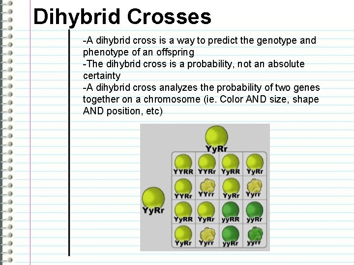 Dihybrid Crosses -A dihybrid cross is a way to predict the genotype and phenotype