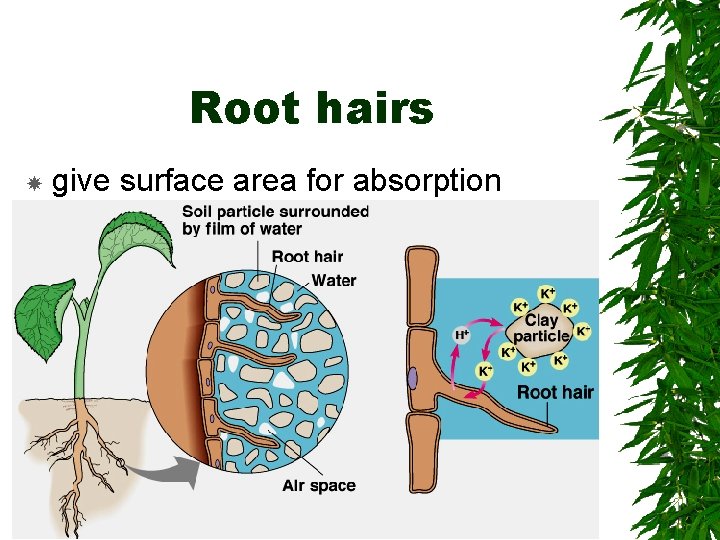 Root hairs give surface area for absorption 