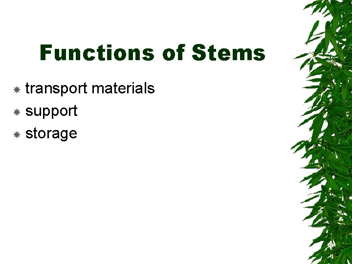 Functions of Stems transport materials support storage 