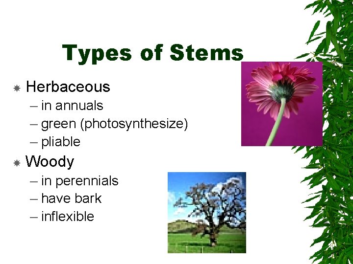 Types of Stems Herbaceous – in annuals – green (photosynthesize) – pliable Woody –