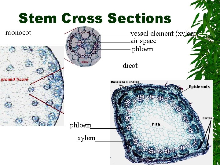 Stem Cross Sections monocot vessel element (xylem) air space phloem dicot phloem xylem 