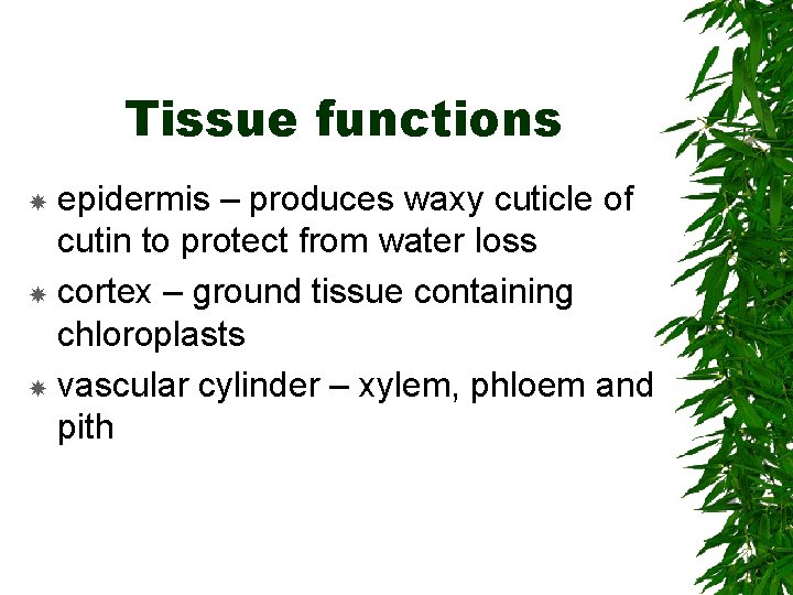 Tissue functions epidermis – produces waxy cuticle of cutin to protect from water loss